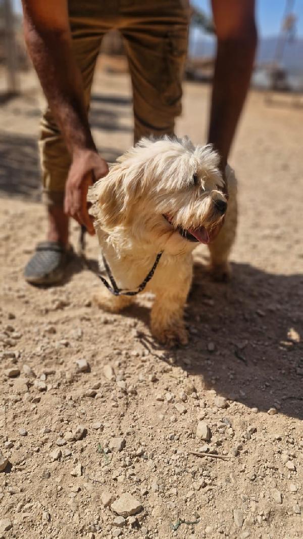 Snoopy, tenero meticcio Foto 7